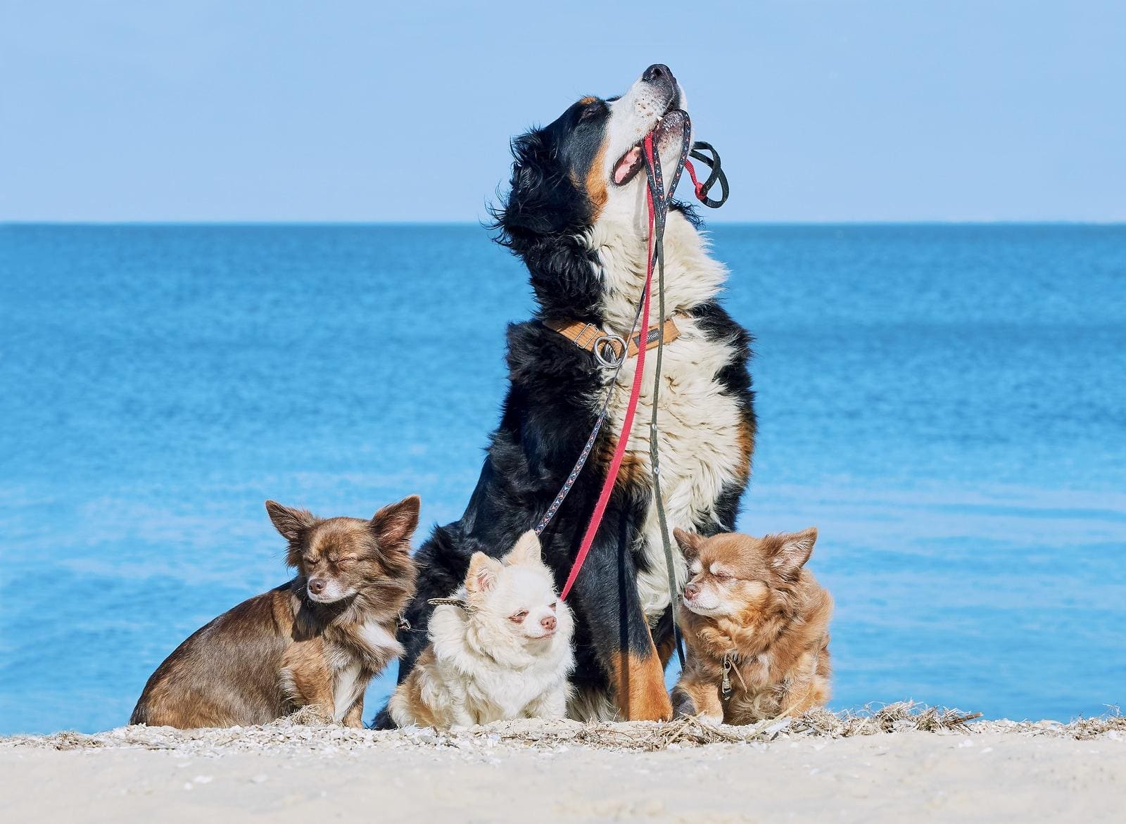Razas de perros grandes