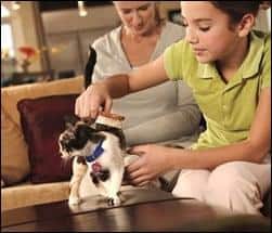 Grooming your cat