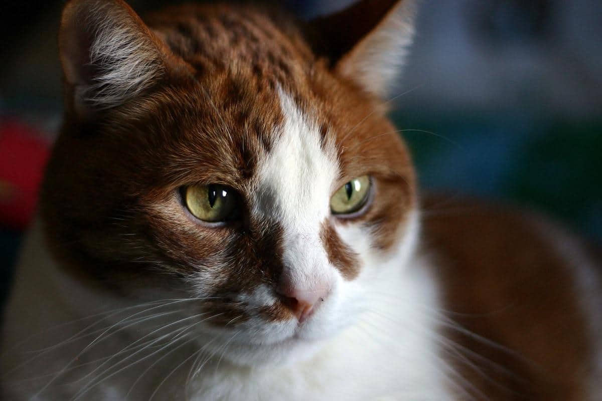 Gato marrón, naranja y blanco de cerca