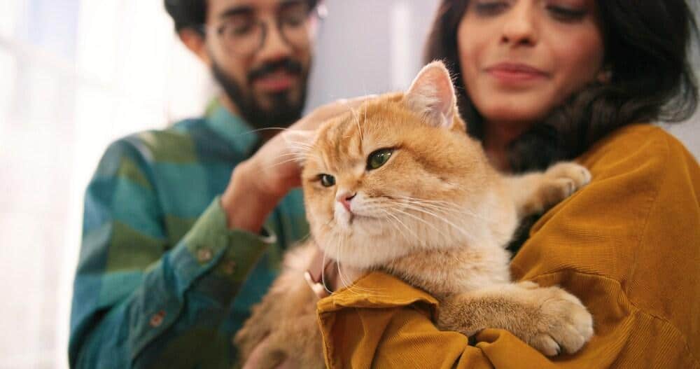 Primer plano de una alegre pareja joven india, esposa y marido, parados en la habitación de casa sosteniendo un lindo gato en las manos