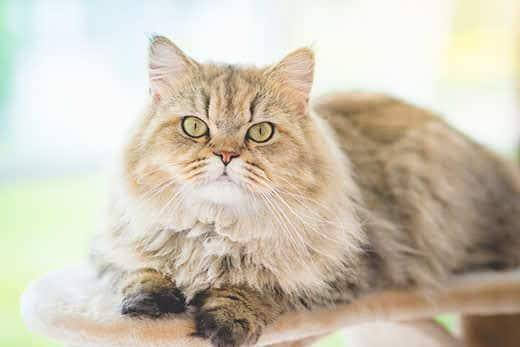 Lindo gato persa tumbado en la torre del gato y mirando a la cámara
