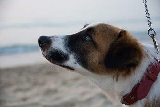 Hound mutt en la playa con collar rojo mirando hacia arriba