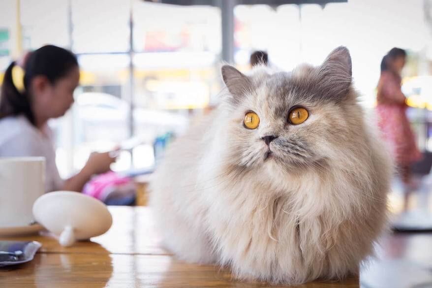 tipos de gatos