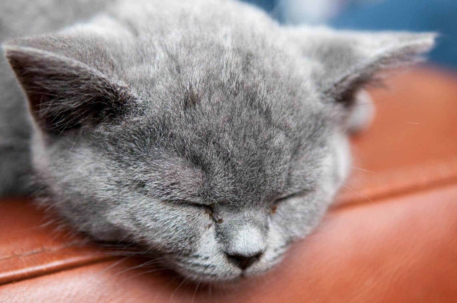 Gato gris durmiendo sobre el brazo de un sofá