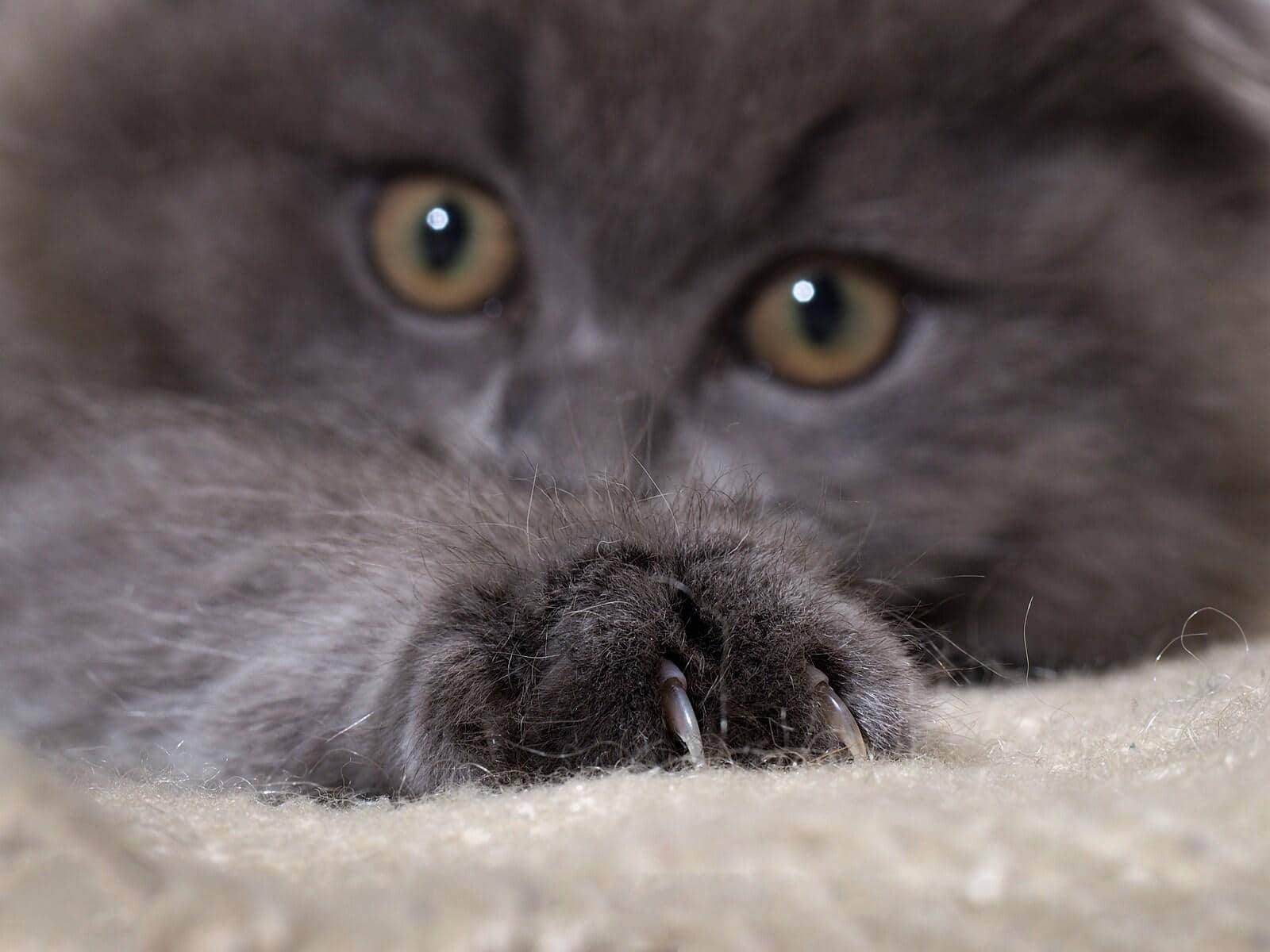 Gato gris oscuro y esponjoso con las garras extendidas sobre la alfombra