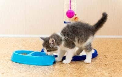 Gatito gris con blanco comiendo del plato