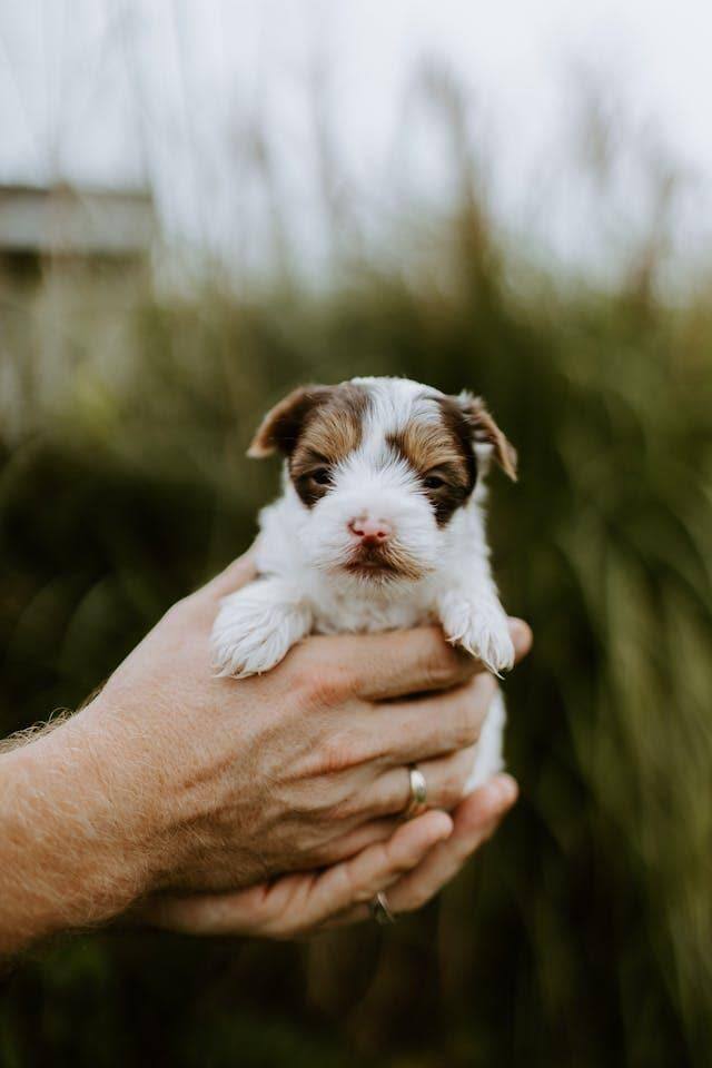 cachorro recien nacido en manos