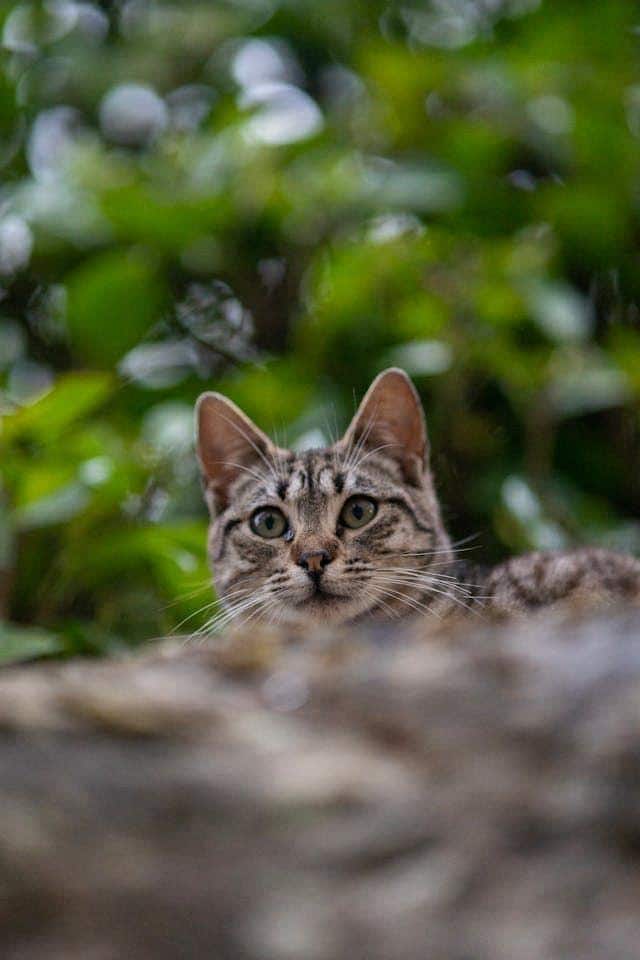 entrenando-gato
