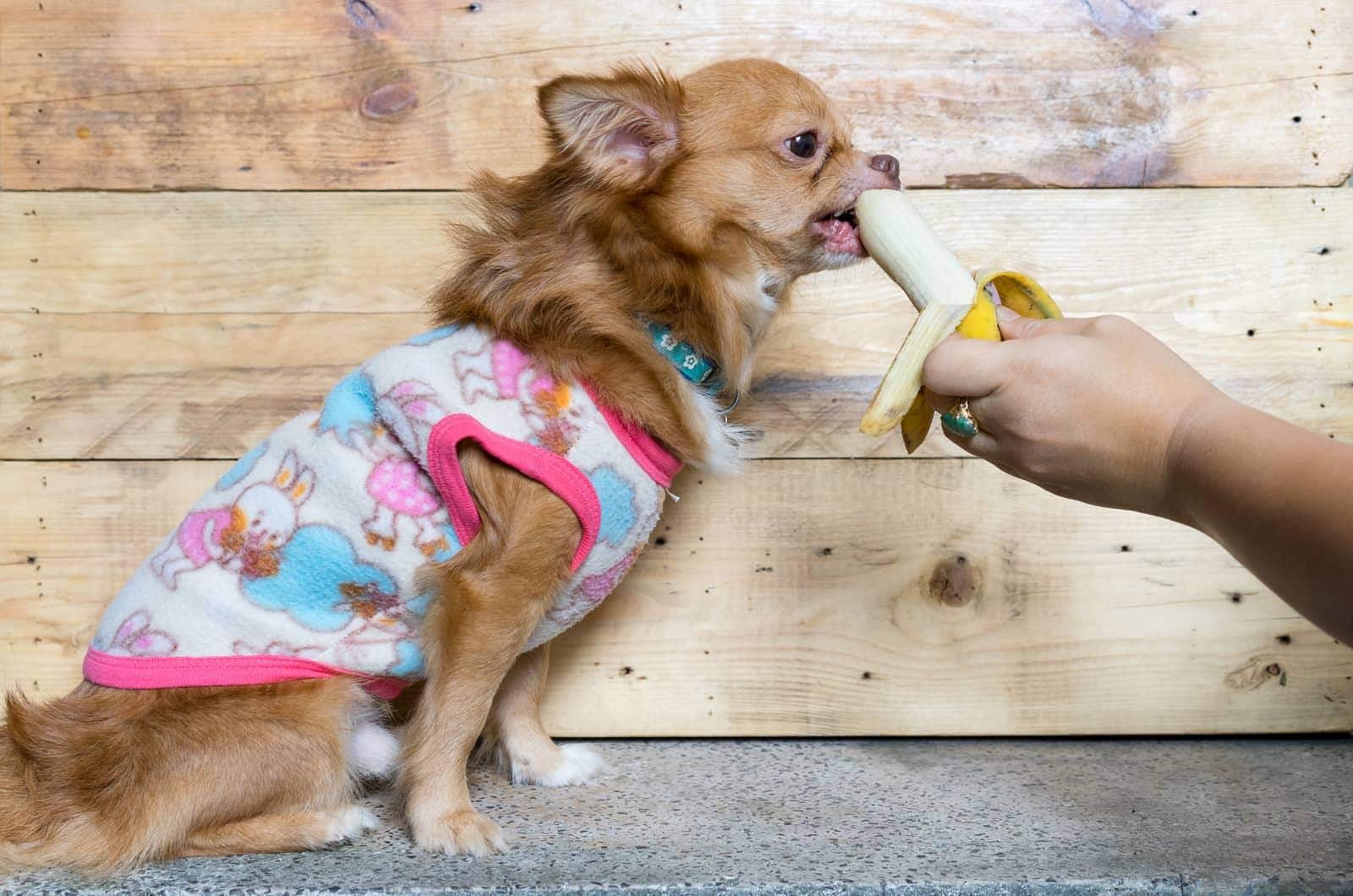 los perros pueden comer plátano