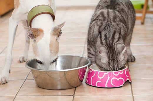 Un galgo miniatura blanco y un gato con rayas grises comen uno junto al otro en la cocina