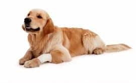 Perro acostado