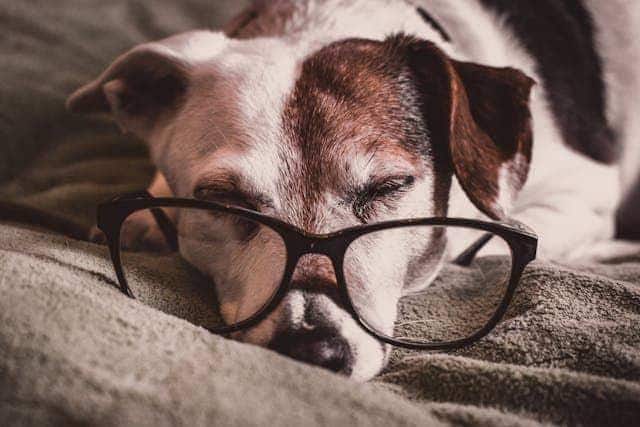 Perro viejo con anteojos
