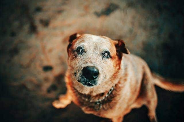 Perro viejo con pelo blanco en la cara