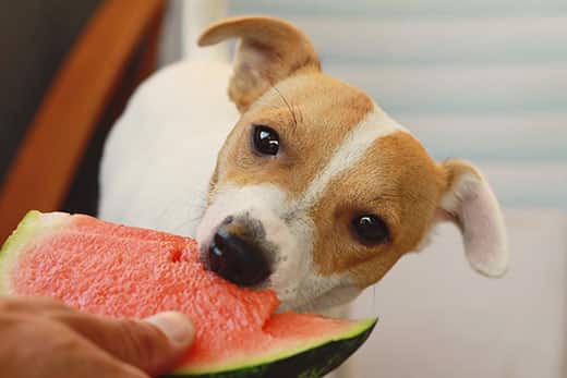 Jack Russell terrier comiendo sandía.