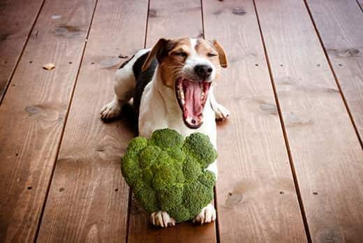 Un Jack Russell terrier tumbado en un suelo de madera bosteza con un brócoli entre las patitas.