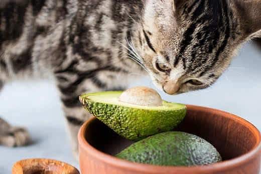 Gatito come un aguacate maduro