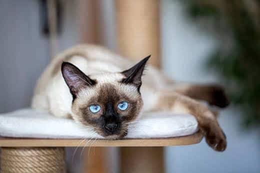 Animal de compañía, gato siamés