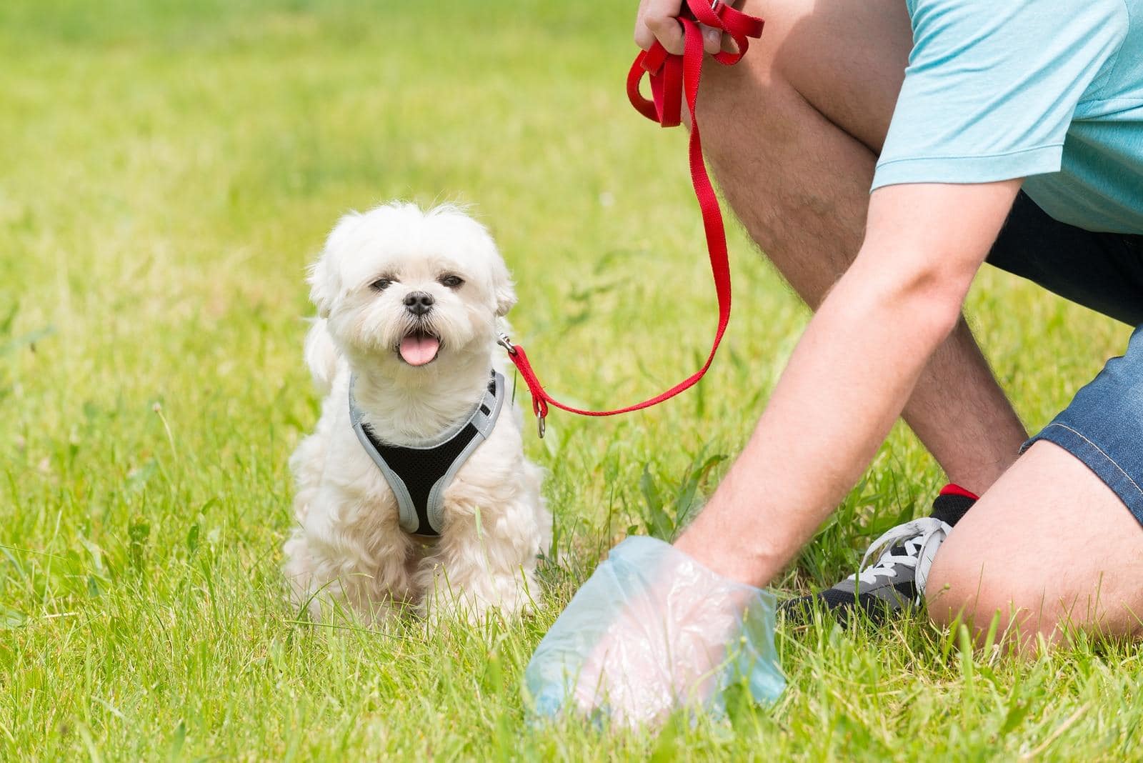 Propietario limpiando después del perro con una bolsa de plástico