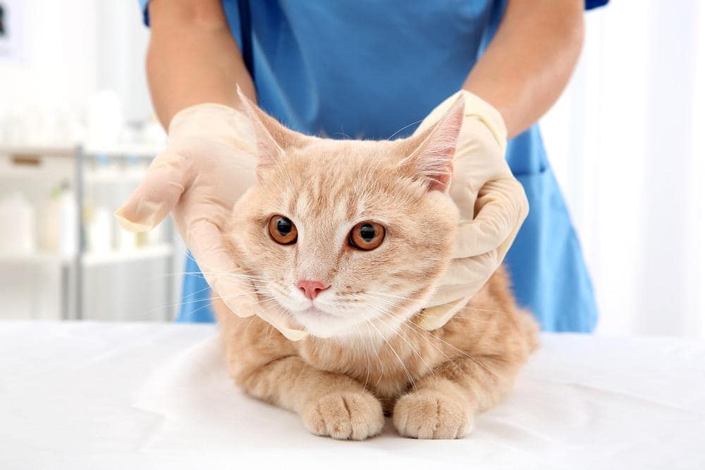 Gato atigrado rojo en clínica veterinaria