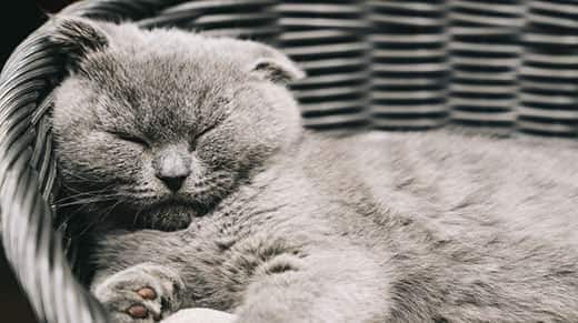 Gato durmiendo en una canasta