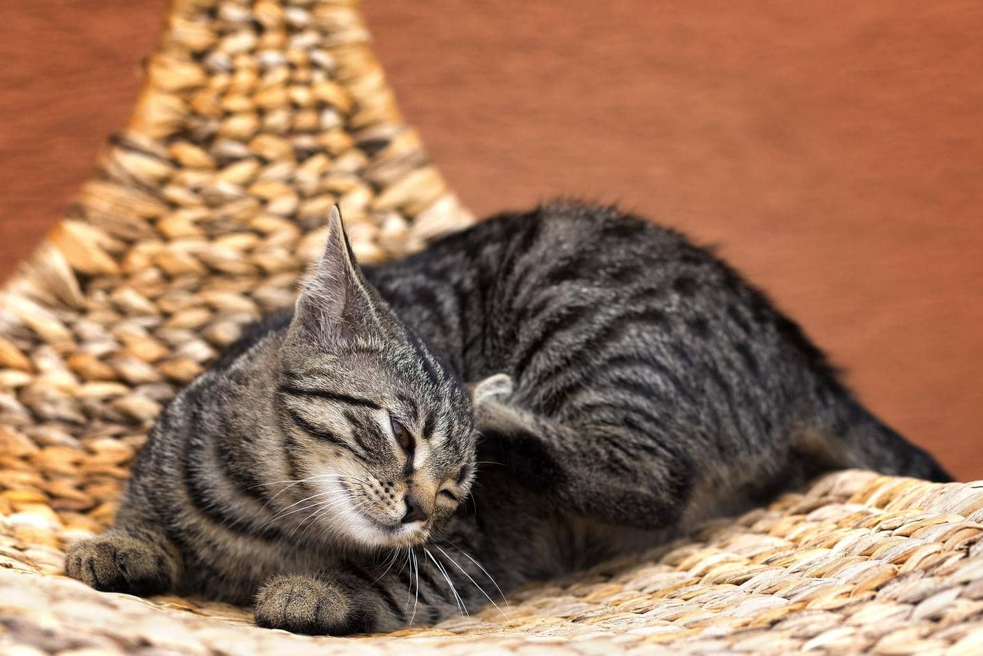 Gato con pelaje a rayas gris rascándose en una silla de mimbre en el jardín