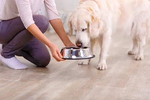 Los perros pueden comer zanahoria