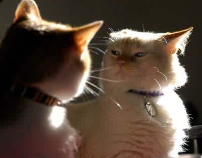 Dos gatos, uno loco, (algo de ruido a tamaño completo)