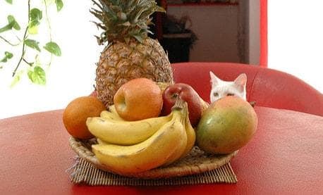 Gato blanco mirando un cuenco de fruta en una mesa roja