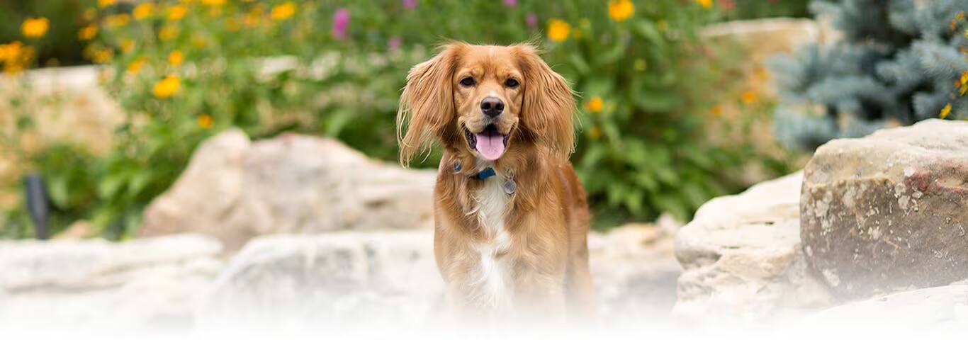Fotografía de un perro Springer Spaniel Galés