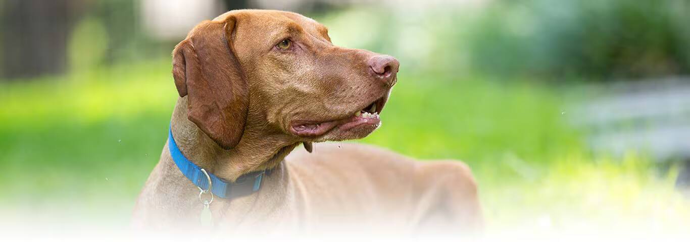 Fotografía de un perro Vizsla