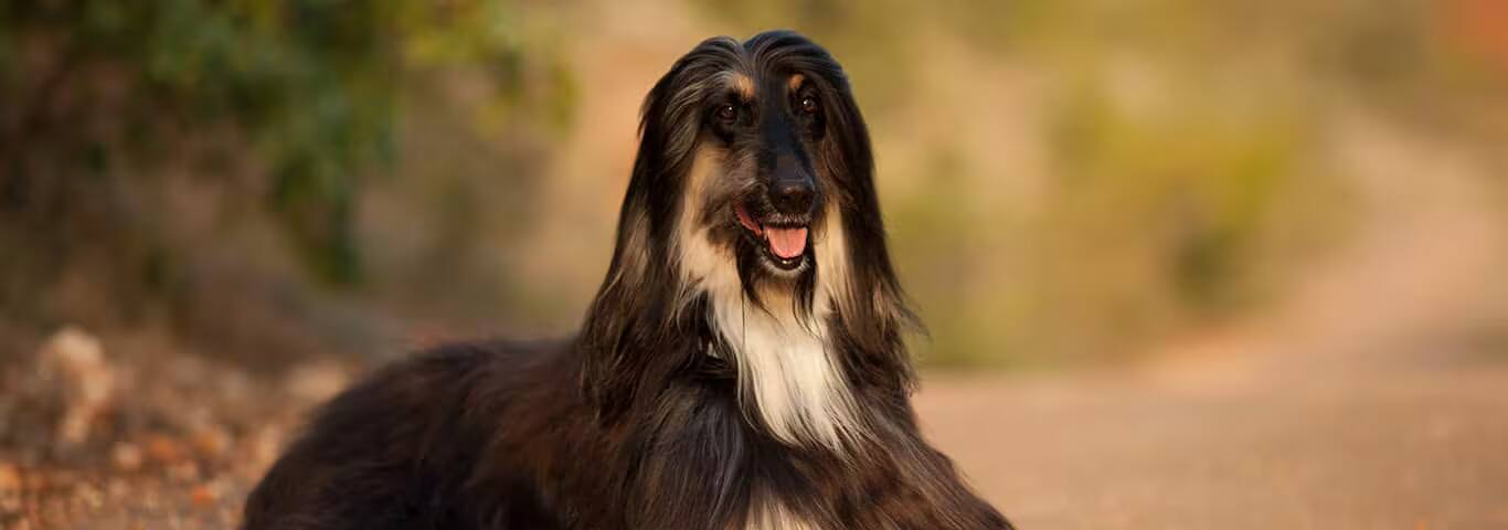 Fotografía de un perro lebrel afgano