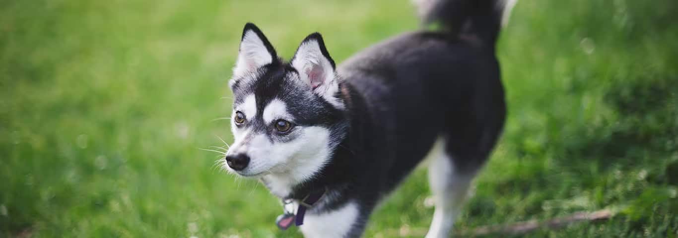 Fotografía de un perro Klee Kai de Alaska