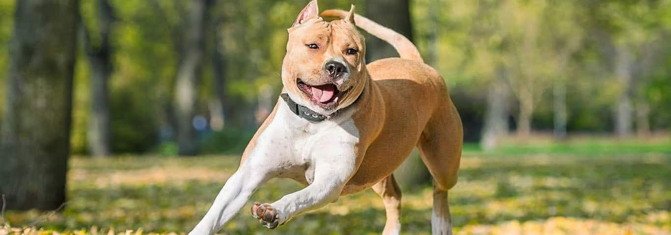 Fotografía de un perro American Staffordshire Terrier