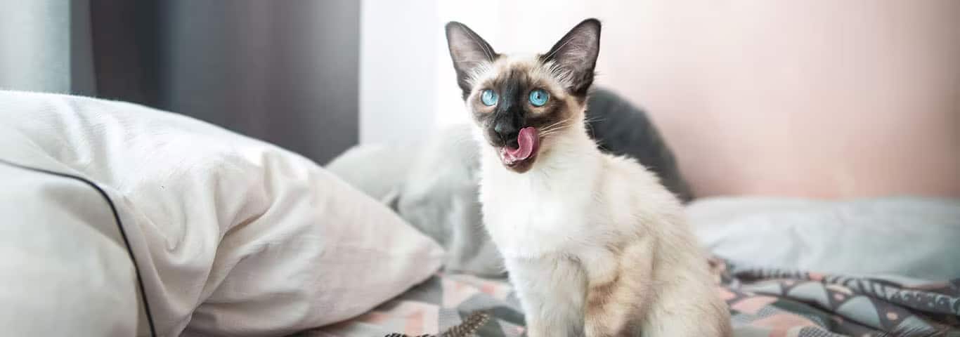 Fotografía de un gato balinés
