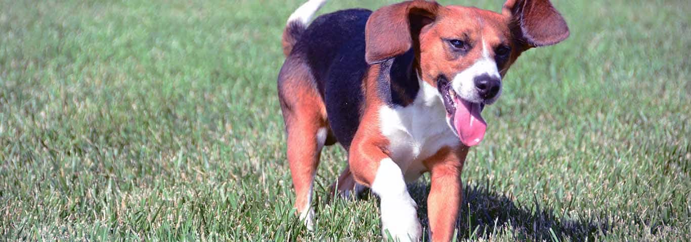 Fotografía de un perro Beagle