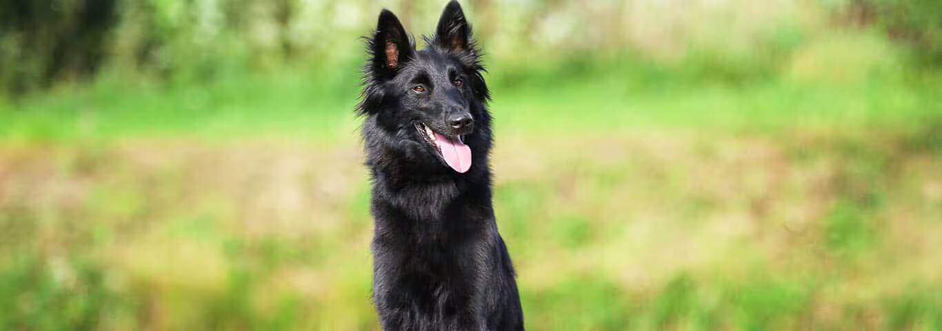Fotografía de un perro pastor belga