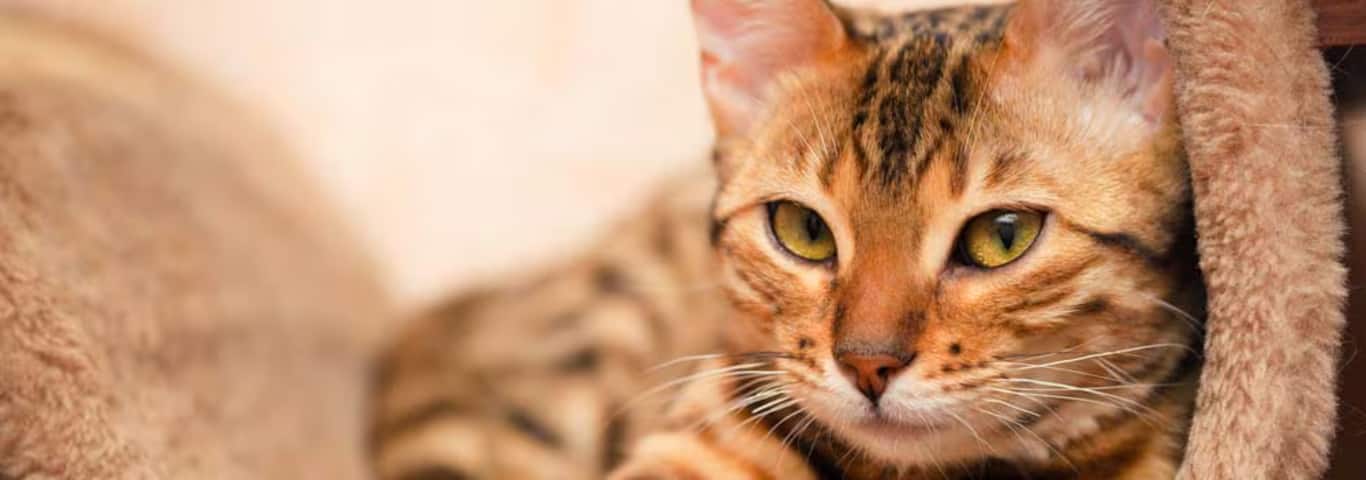 Fotografía de un gato de Bengala