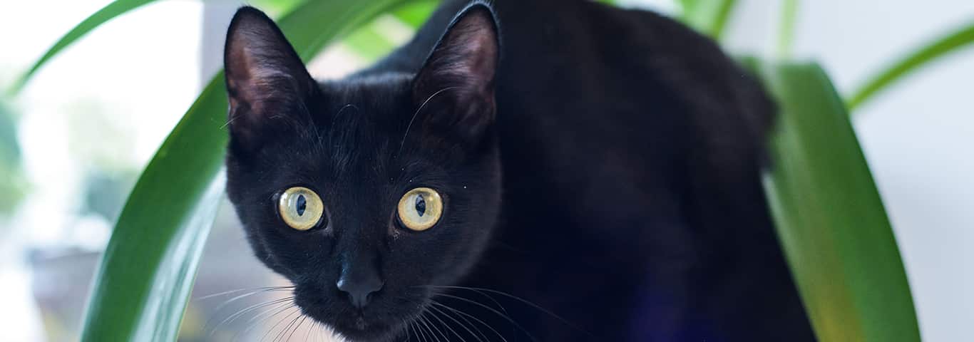Fotografía de un gato de Bombay