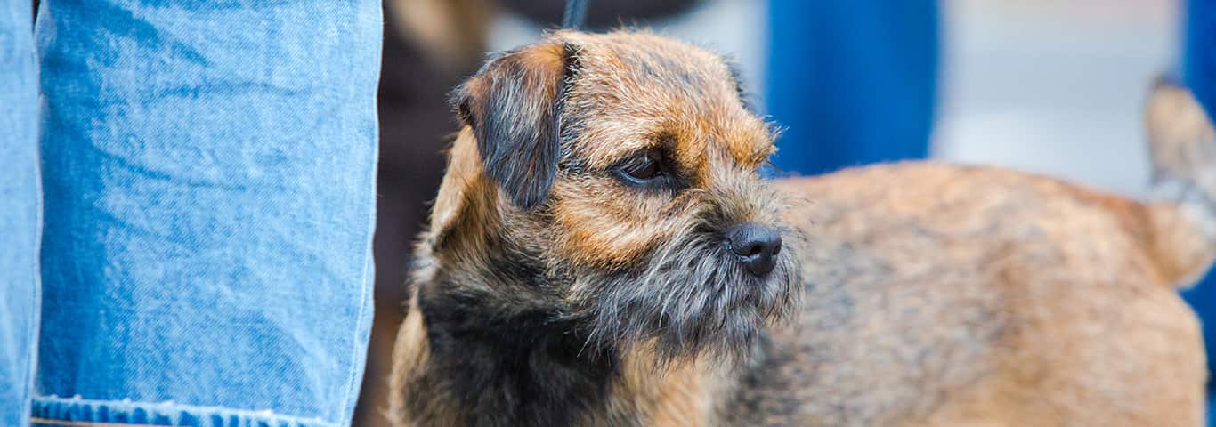 Fotografía de un perro Border Terrier
