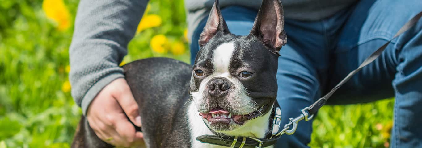 Foto de un perro Boston Terrier