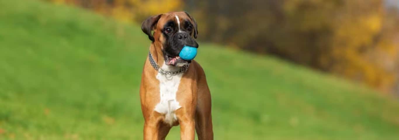 Fotografía de un perro Boxer