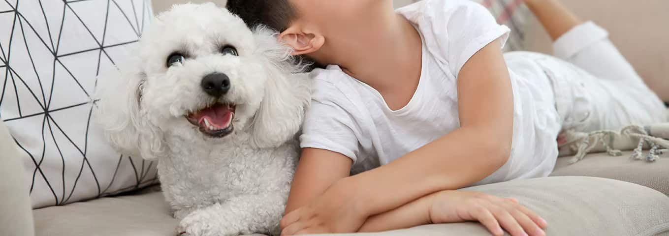 Fotografía de un perro Bichón Frisé