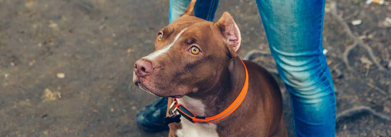 Fotografía de un perro American Pit Bull Terrier