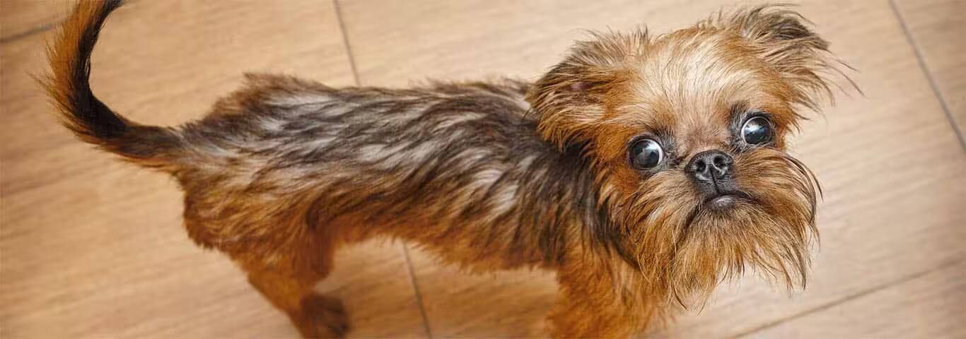 Fotografía de un perro Grifón de Bruselas