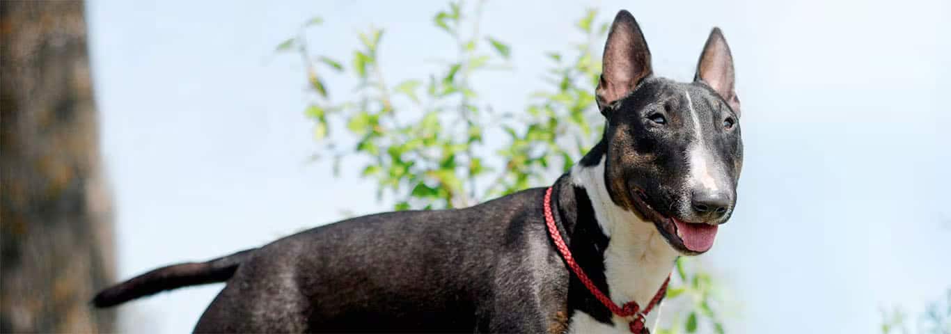 Fotografía de un perro Bull Terrier