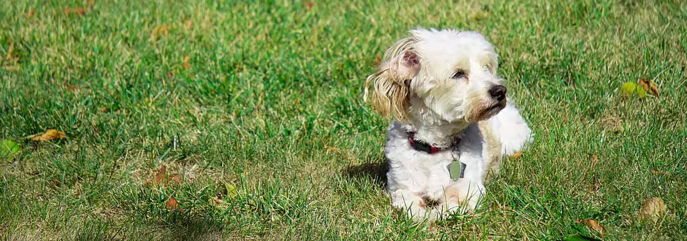 Foto de un perro de raza Cockapoo