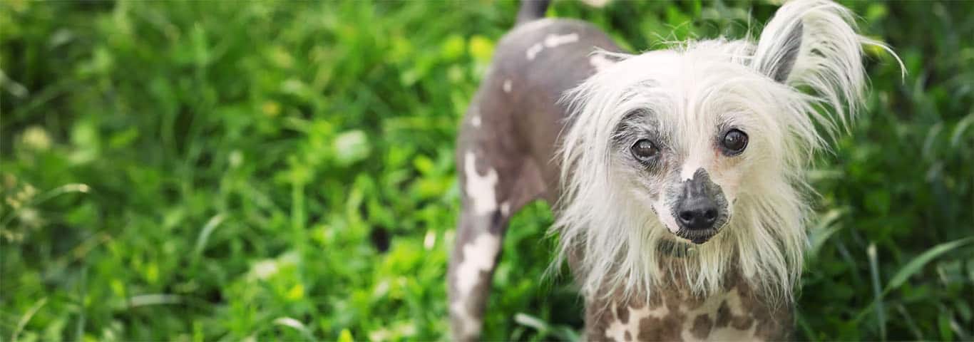 Fotografía de un perro crestado chino