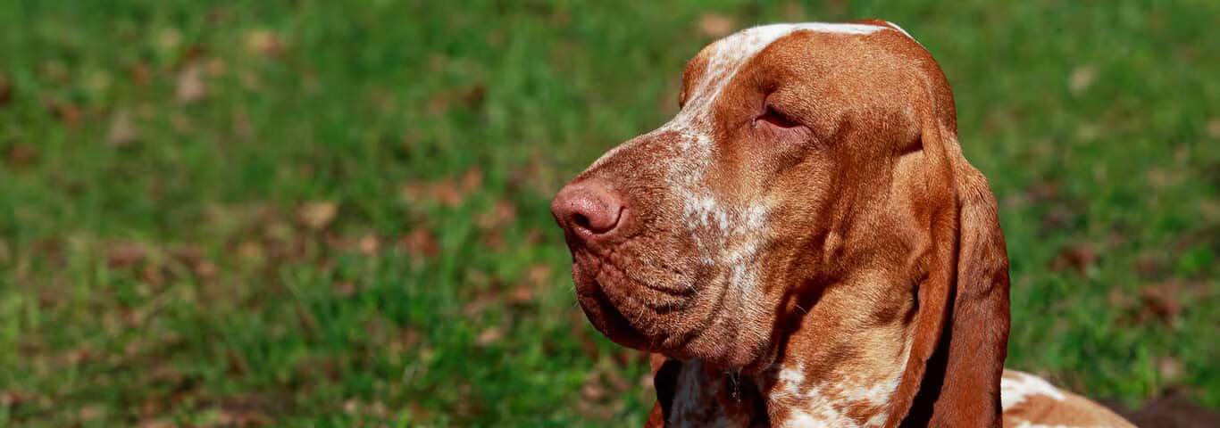 Fotografía de un perro de raza Spaniel tibetano