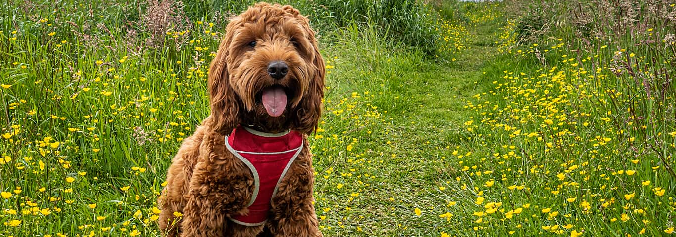 Fotografía de un perro esquimal americano