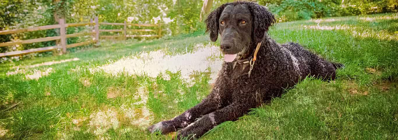 Fotografía de un perro retriever de pelo rizado